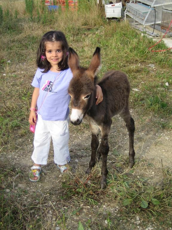 Agriturismo Il Casale Morrovalle ภายนอก รูปภาพ